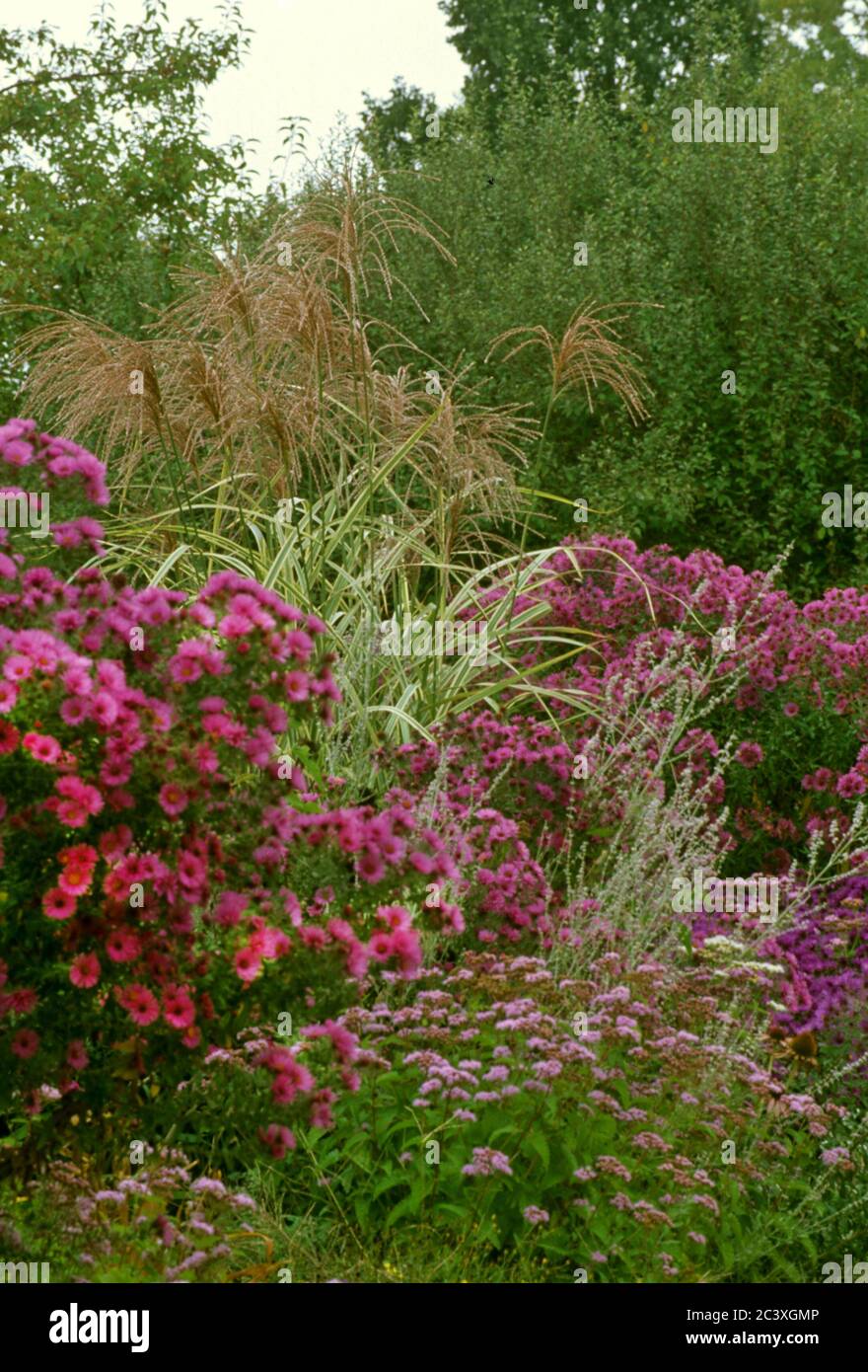 Fall garden with Asters and Grasses Stock Photo