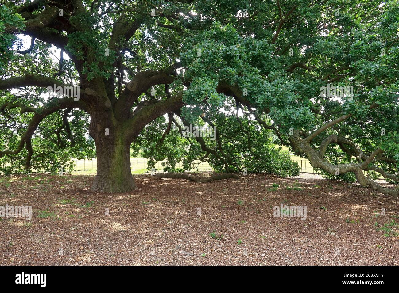 The Charter Oak tree in Danson Park near Bexley Stock Photo Alamy