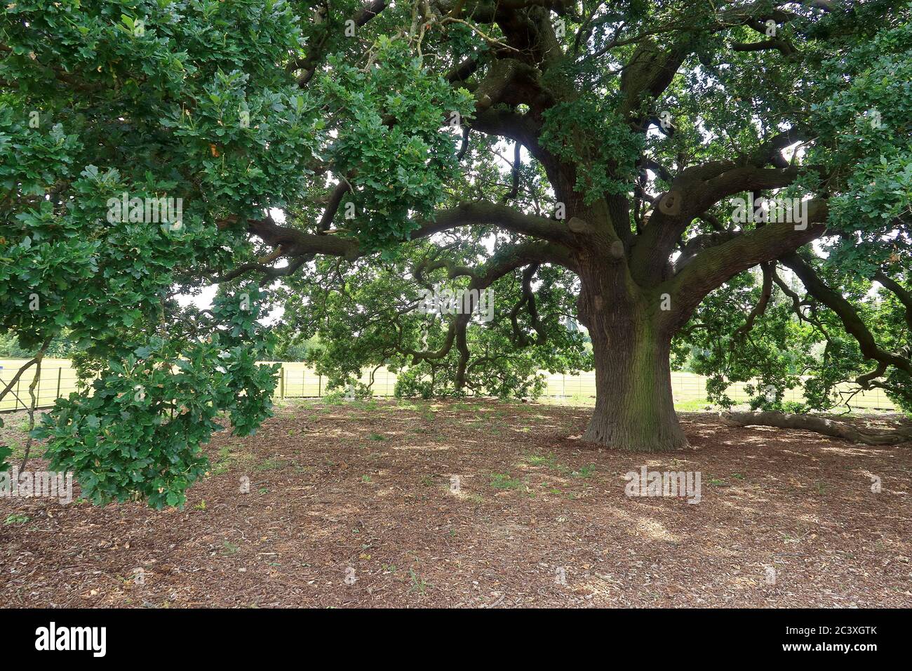 Branches and leaves of the Charter Oak tree in Danson Park Stock Photo
