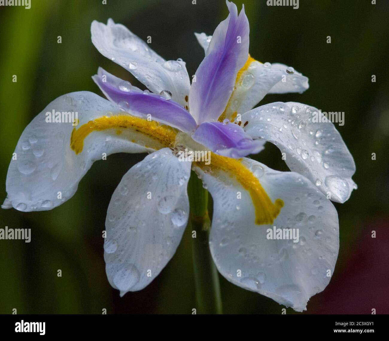 Morea Iris Dietes, African Iris, Fortnight lily, Stock Photo