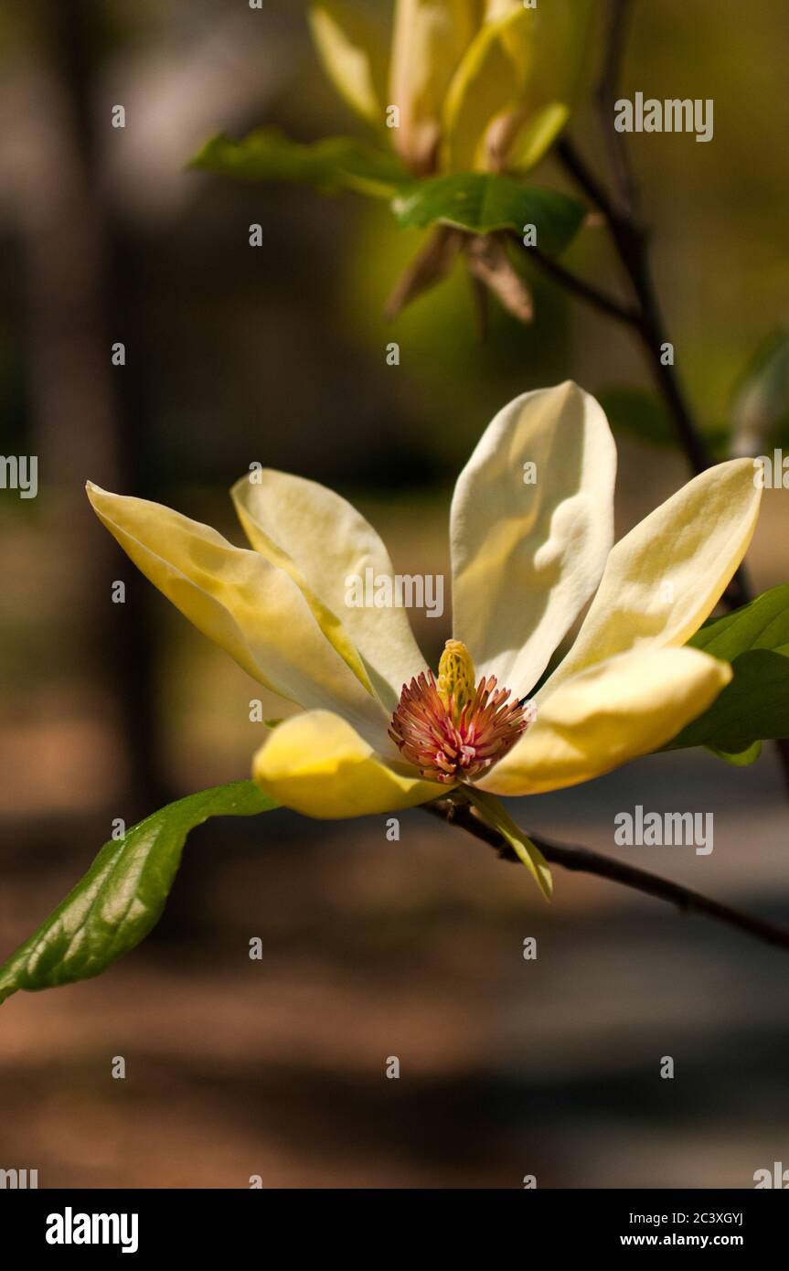 Yellow magnolia hi-res stock photography and images - Alamy