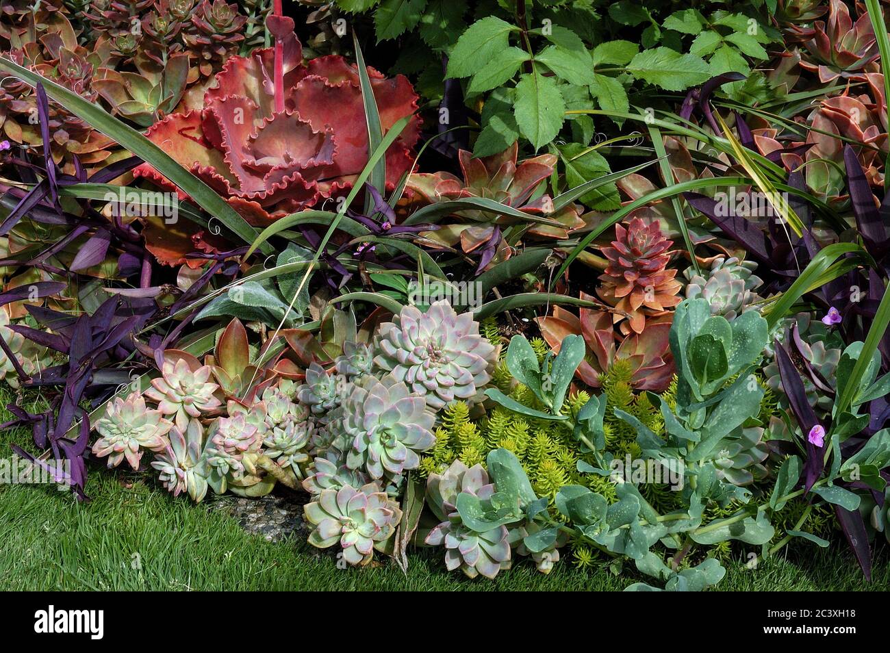 Succulents in the garden Stock Photo