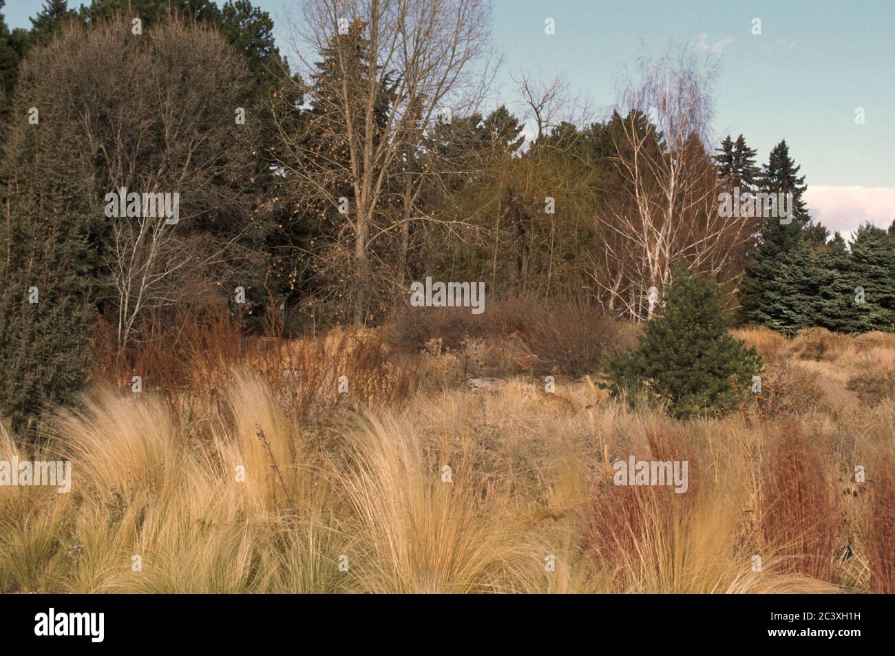 Winter garden  with grasses, Birch trees, and conifers Stock Photo