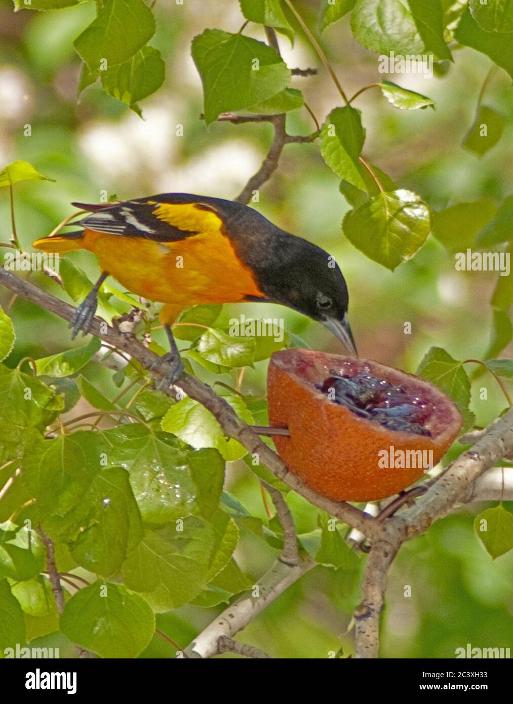 Baltimore oriole eating grape jelly out of orange half Stock Photo Alamy