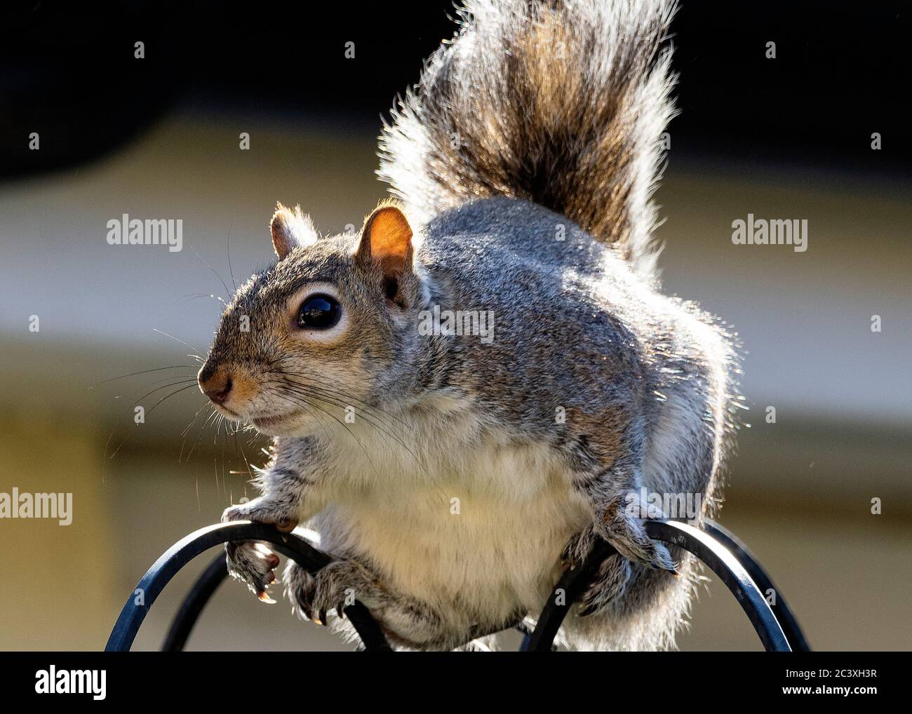 Attentive and cautious squirrel Stock Photo