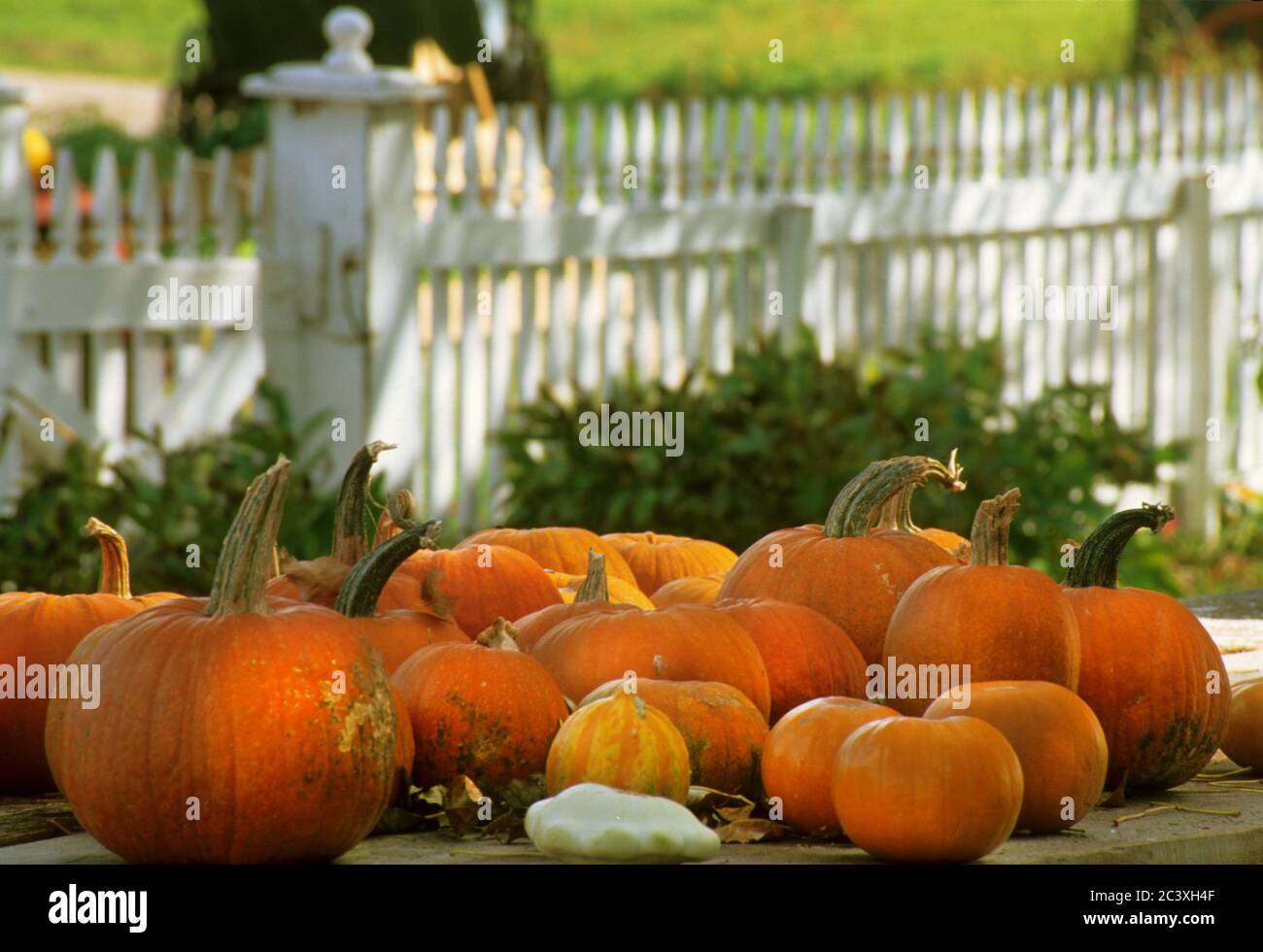 Assorted pumpkins on table with white picket fence. Stock Photo