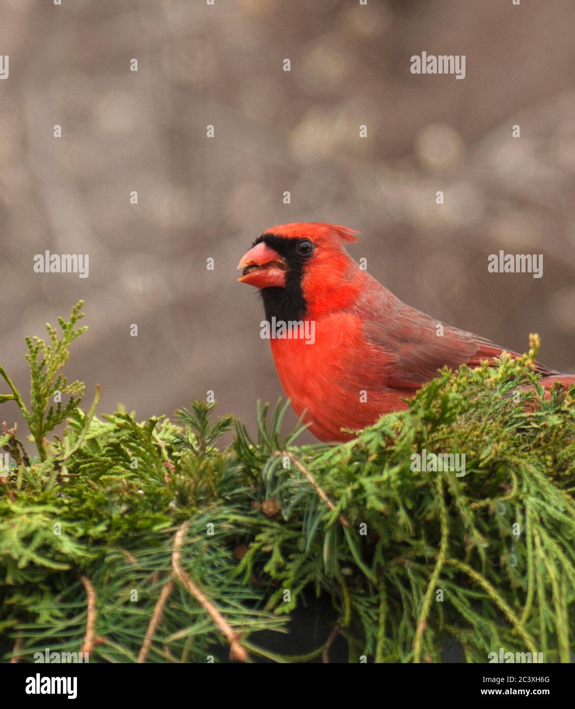 Male Cardinal on greenery, conifers Stock Photo