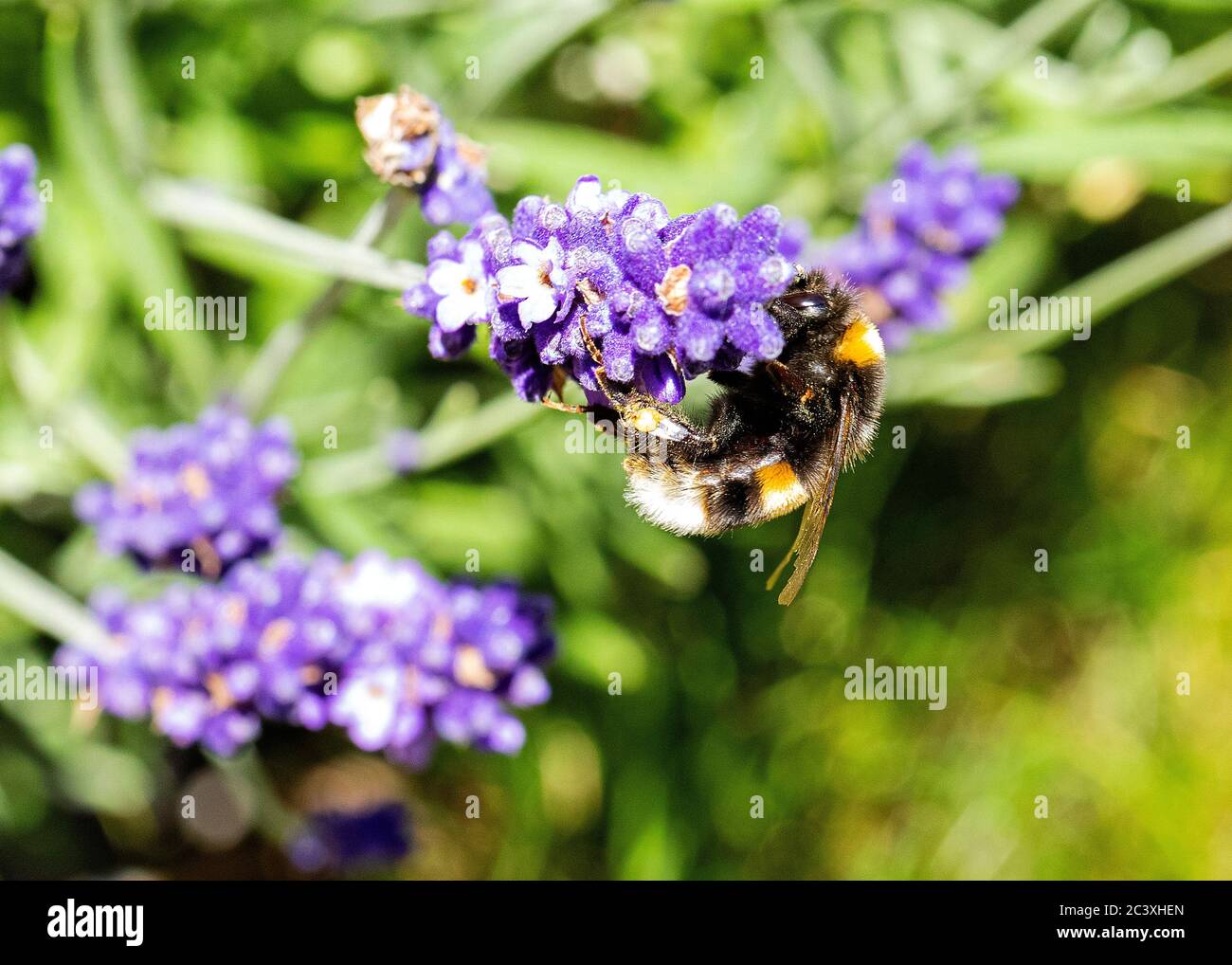 Busy Bumble Bee on lavender Stock Photo