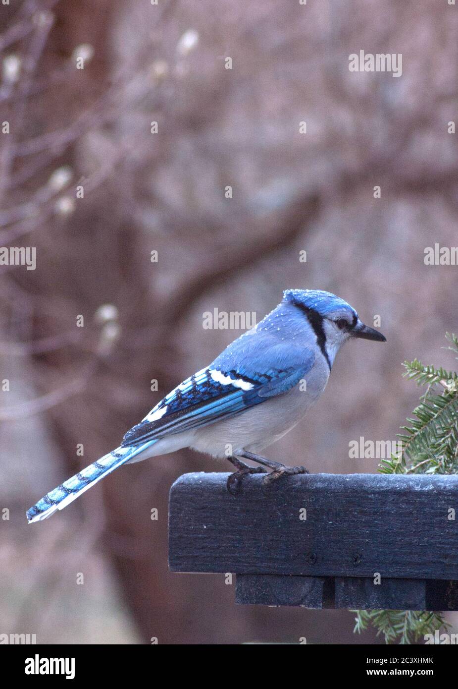 Blue jay at bird feeder platform Stock Photo