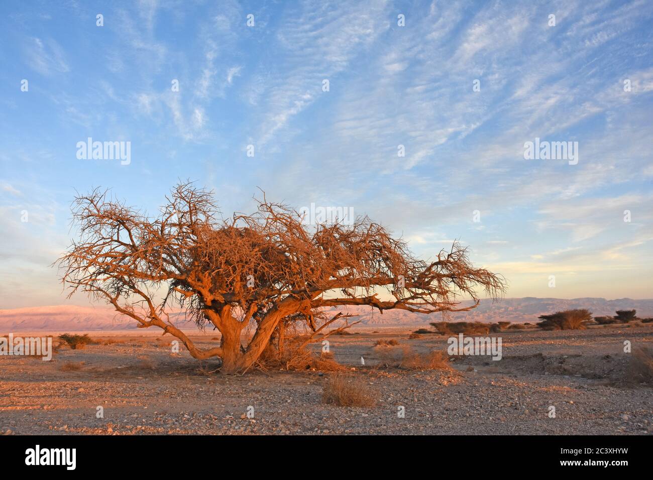 Acacia tree in the desert Stock Photo