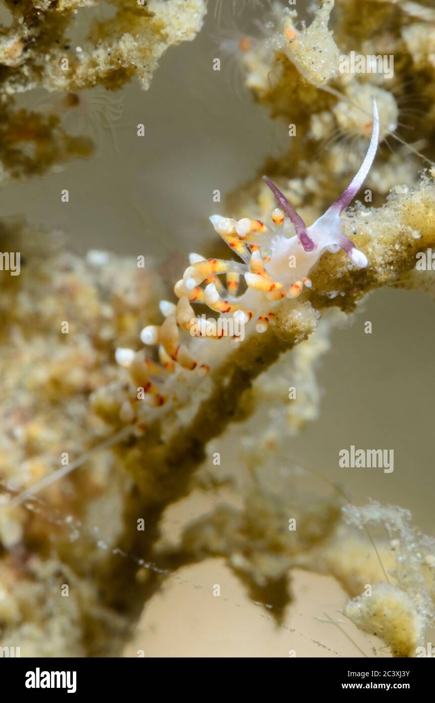 sea slug or nudibranch, Facelinid sp., Lembeh Strait, North Sulawesi, Indonesia, Pacific Stock Photo