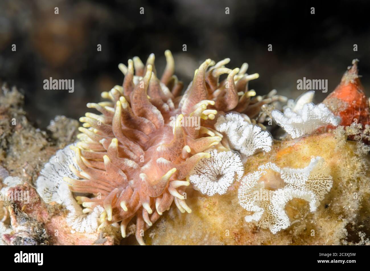 sea slug or nudibranch, Phestilla sp., Lembeh Strait, North Sulawesi, Indonesia, Pacific Stock Photo