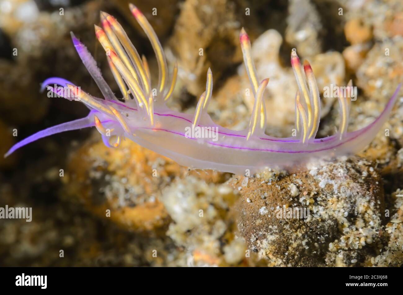 Sea slug or nudibranch, Coryphellina pannae, Lembeh Strait, North Sulawesi, Indonesia, Pacific Stock Photo