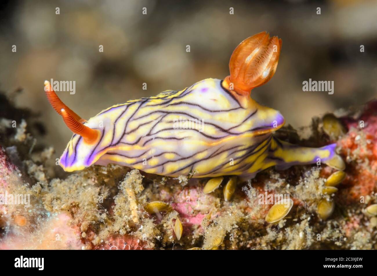 sea slug or nudibranch, Hypselodoris zephyra, Lembeh Strait, North Sulawesi, Indonesia, Pacific Stock Photo