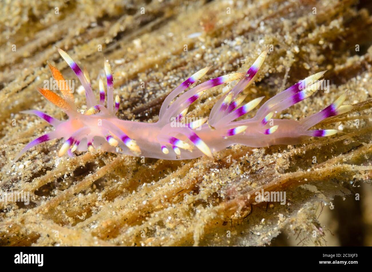 sea slug or nudibranch, Coryphellina exoptata, Lembeh Strait, North Sulawesi, Indonesia, Pacific Stock Photo