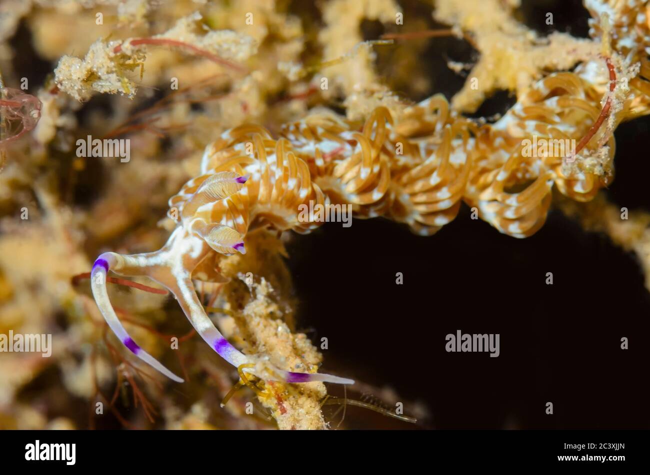 sea slug or nudibranch, Pteraeolidia semperi, Lembeh Strait, North Sulawesi, Indonesia, Pacific Stock Photo
