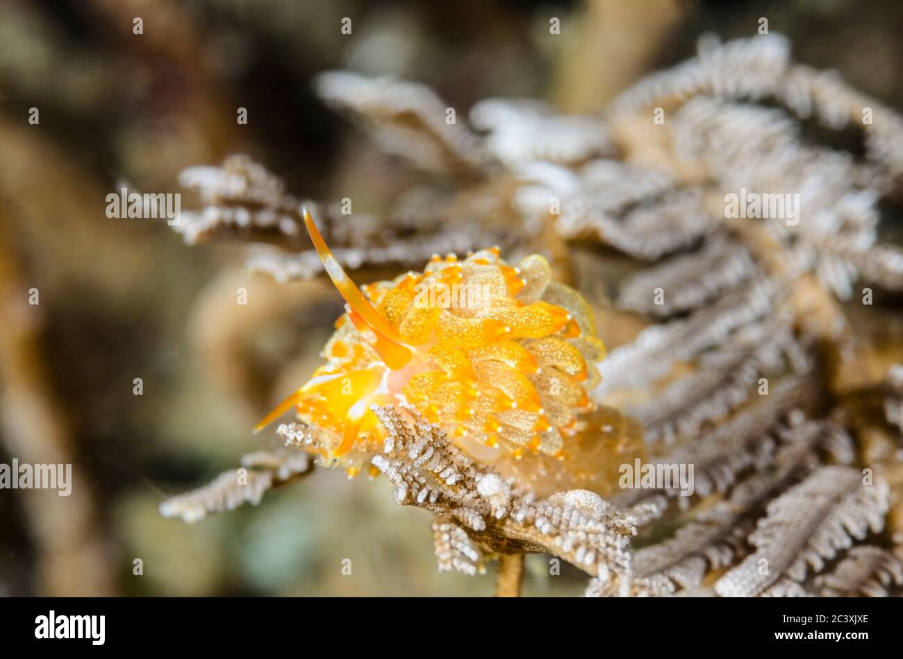 sea slug or nudibranch, Trinchesia yamasui, Lembeh Strait, North Sulawesi, Indonesia, Pacific Stock Photo
