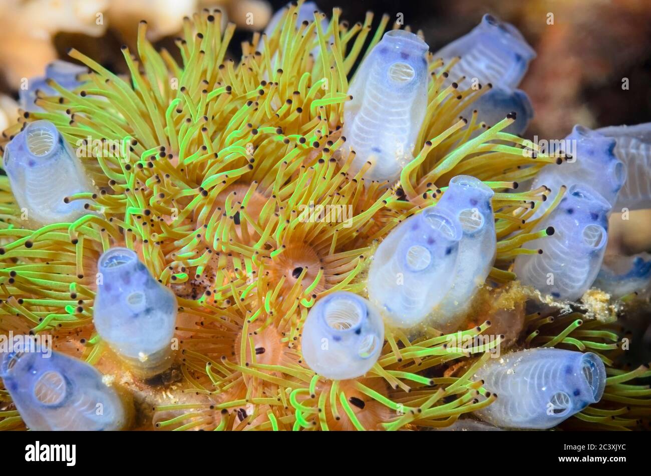 Colonial anemones, Amphianthus nitidus and bluebell tunicates, Clavelina moluccensis, Lembeh Strait, North Sulawesi, Indonesia, Pacific Stock Photo