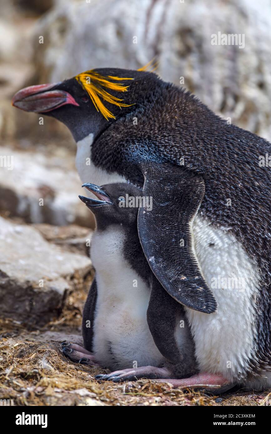 Baby macaroni penguin hi-res stock photography and images - Alamy, image size:866x1390