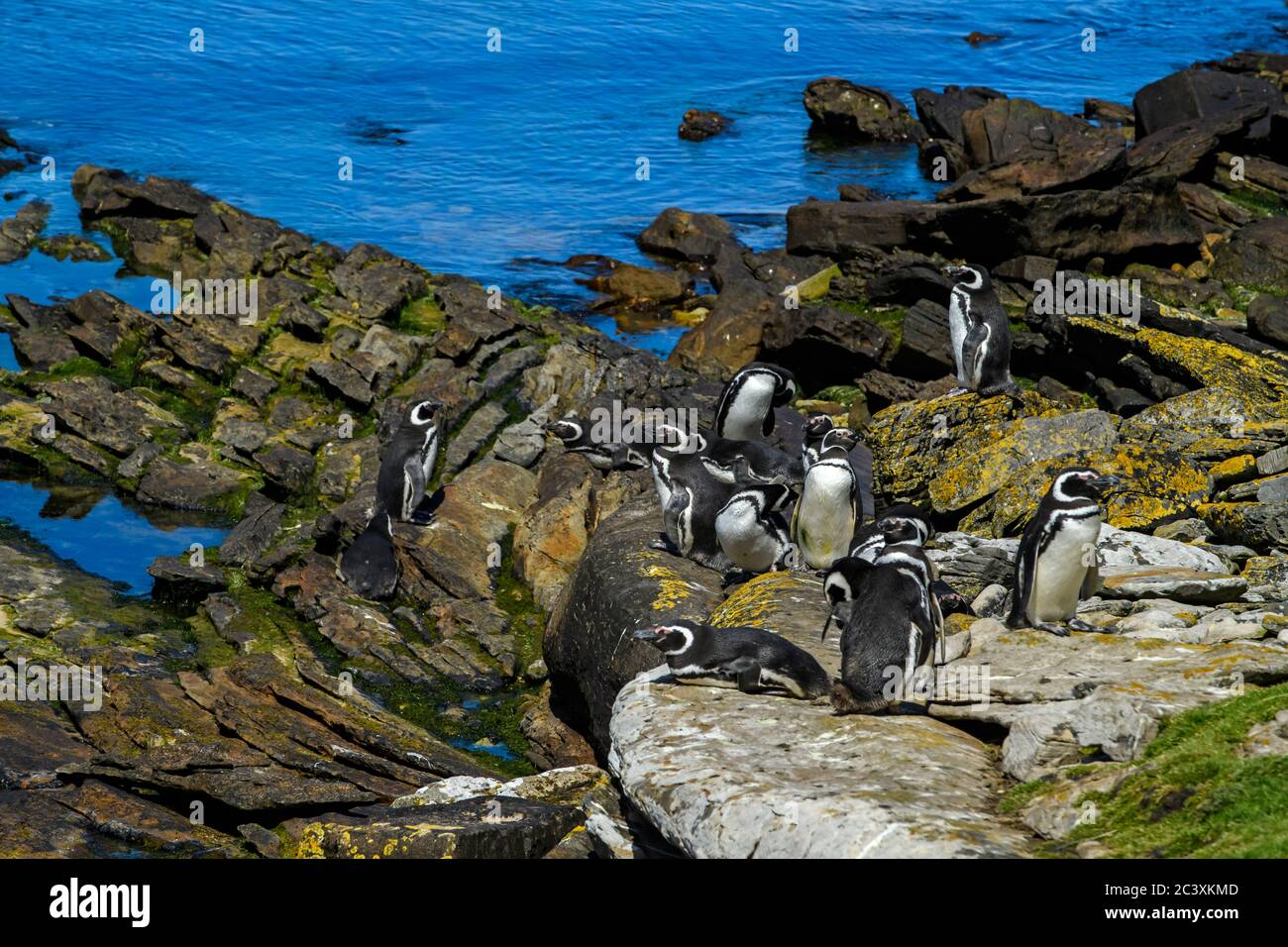 Magellanic penguin (Spheniscus magellanicus), Carcass Island, West Falkland, Falkland Islands Stock Photo