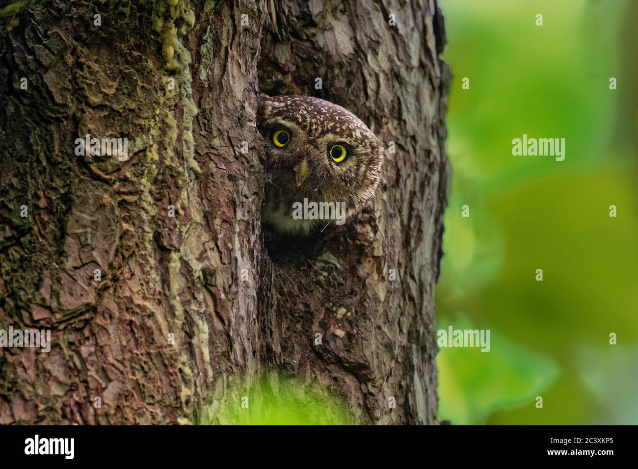 Eurasian Pygmy-Owl Glaucidium passerinum looking from the nest hole in the forest. Small european owl looking from the nesting hole and cleaning it fr Stock Photo