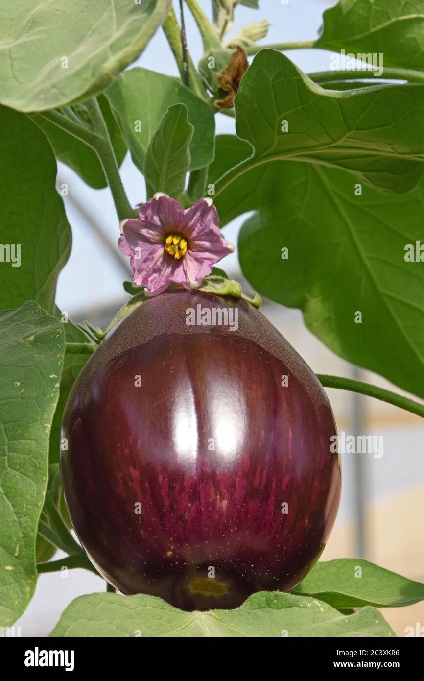 Eggplant farming hires stock photography and images Alamy