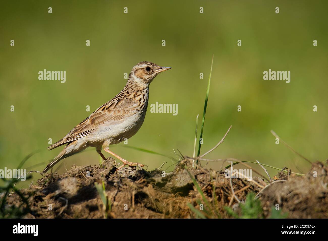 Wood Lark - Lullula arborea brown crested bird on the meadow (pastureland), lark genus Lullula, found in most of Europe, the Middle East, western Asia Stock Photo