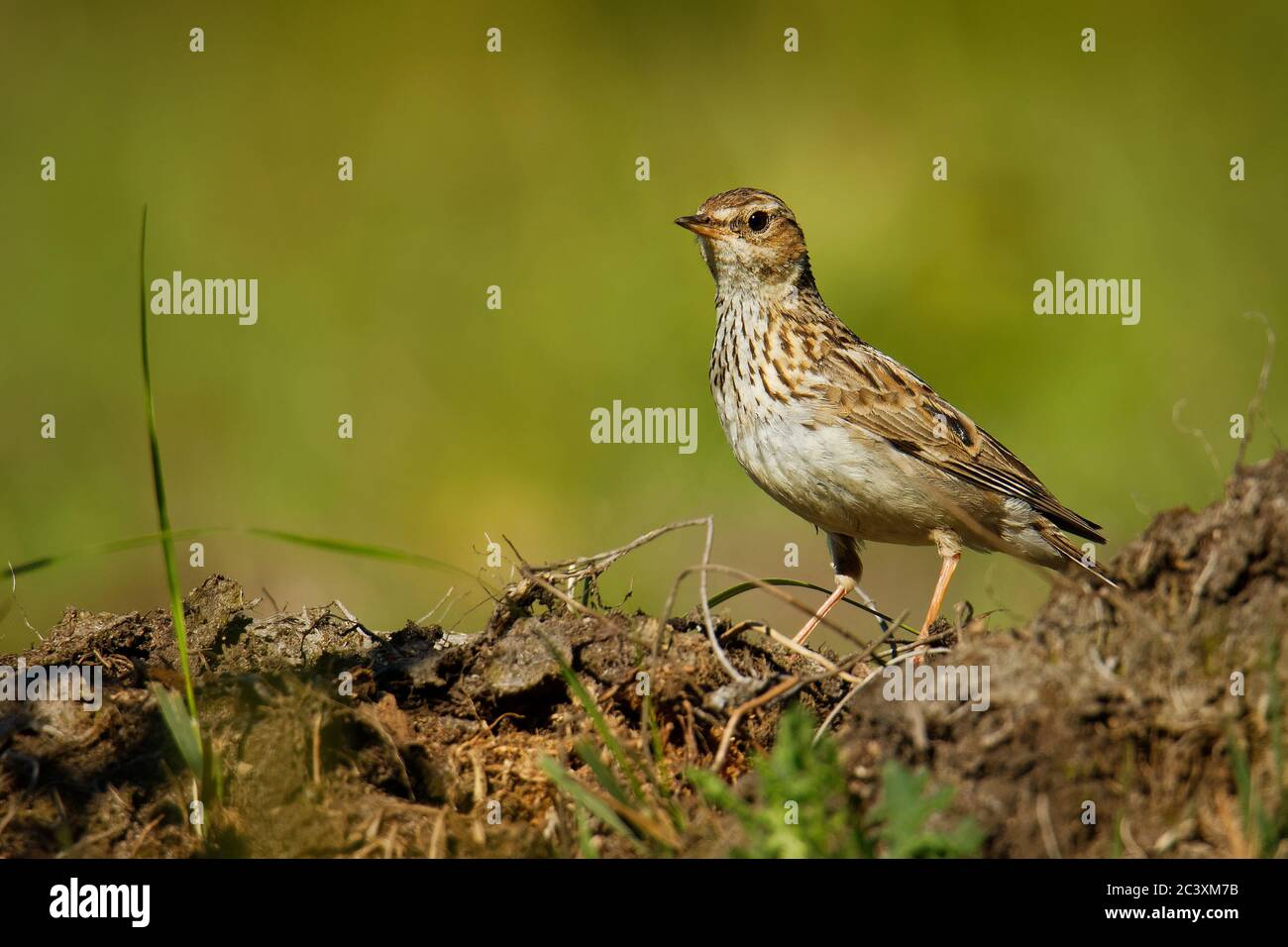 Wood Lark - Lullula arborea brown crested bird on the meadow (pastureland), lark genus Lullula, found in most of Europe, the Middle East, western Asia Stock Photo