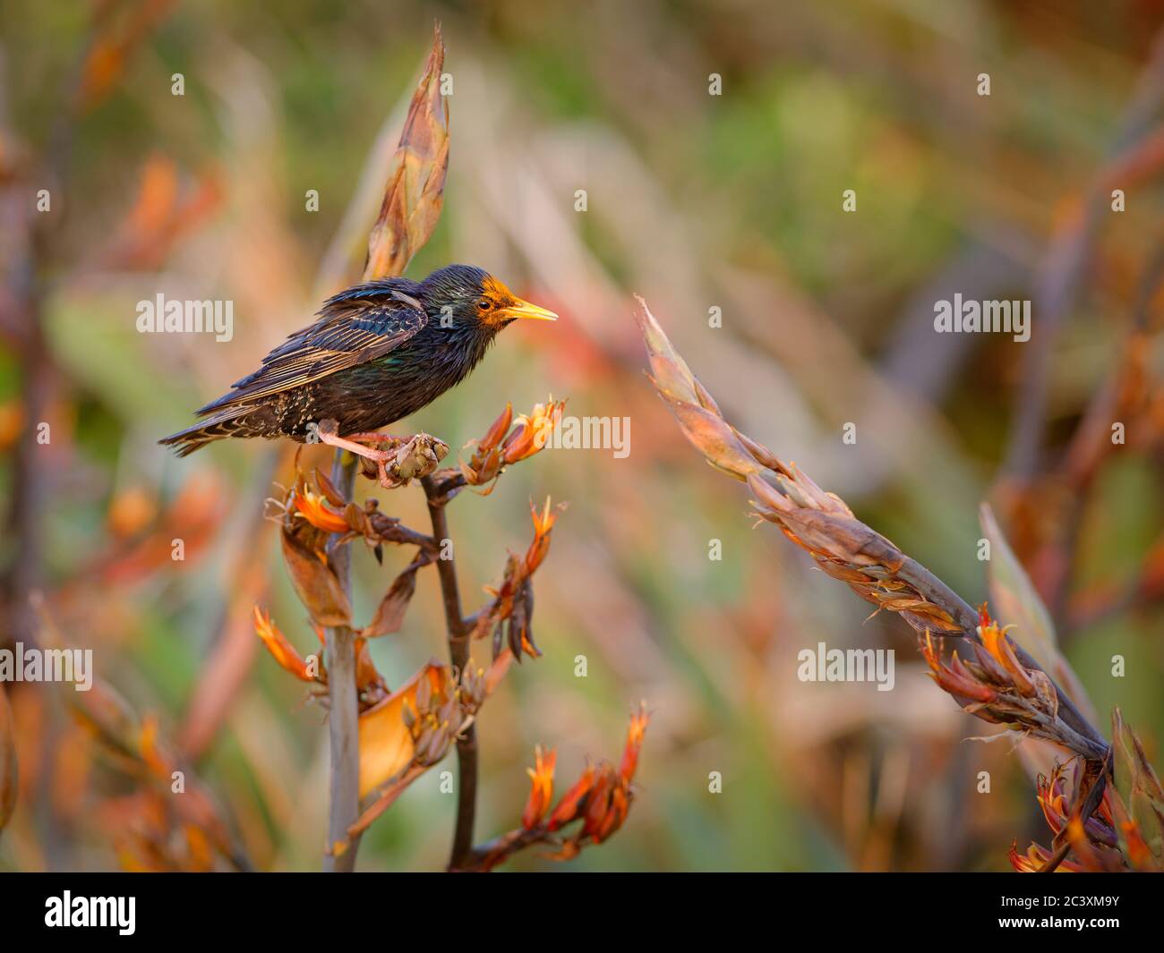 European Starling - Sturnus vulgaris pollinating the australian flowers. European bird introduced to Australia, New Zealand, South America, North Amer Stock Photo