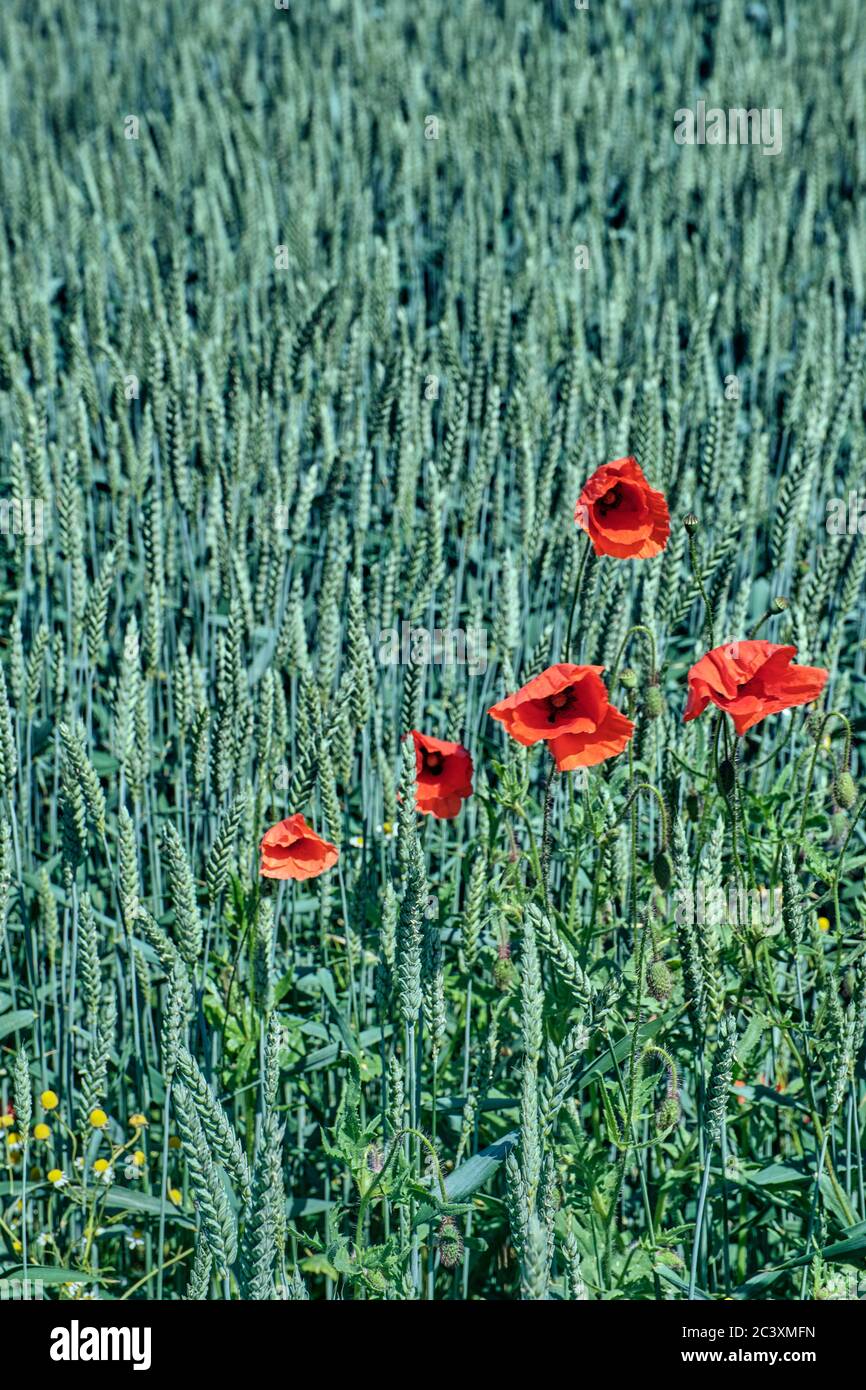Ears of green ripening rye with flowering poppy Stock Photo - Alamy