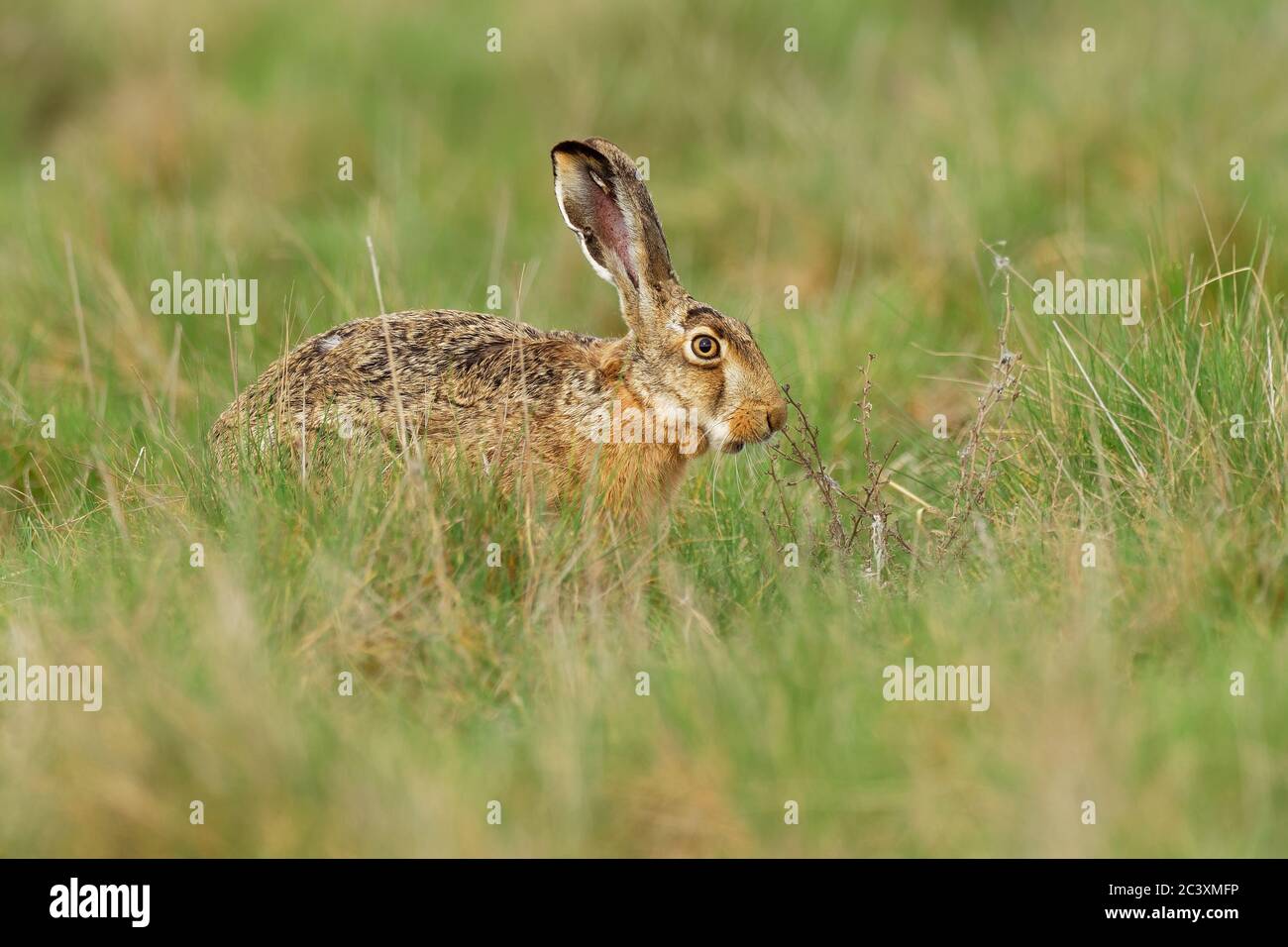 T Europaeus High Resolution Stock Photography And Images Alamy