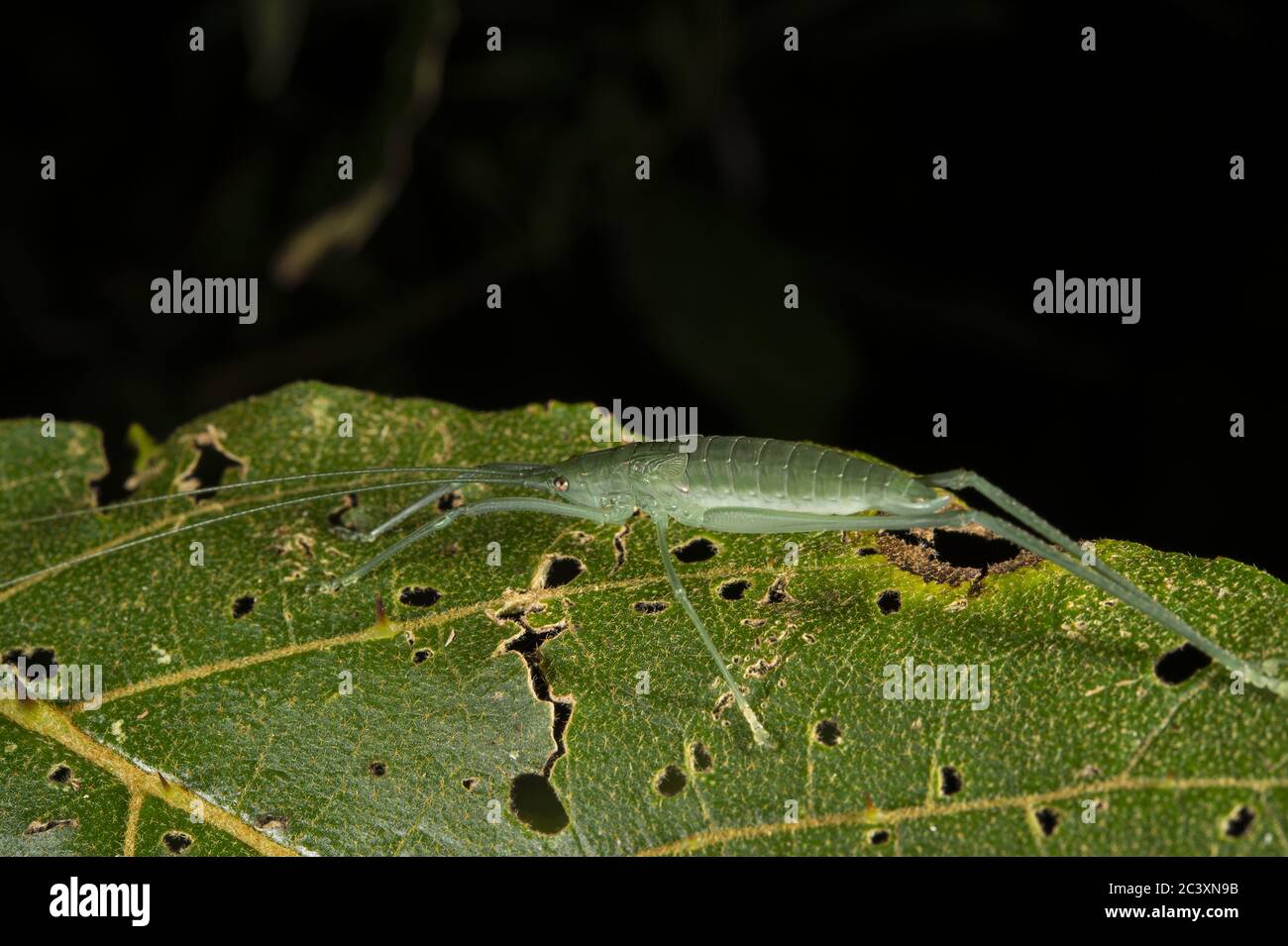 Nimph of Katydid, Pterophylla sp., Tettigoniidae, Monteverde Cloud Forest Reserve, Costa Rica, Centroamerica Stock Photo