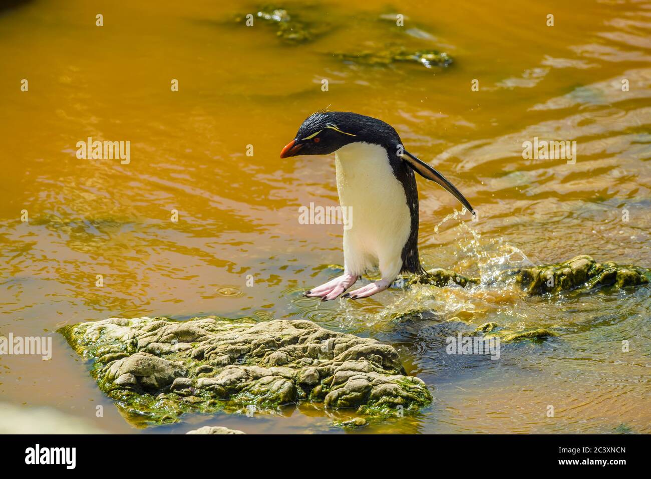 Southern rockhopper penguin, Eudyptes chrysocome,  In fresh water pool after emerging from ocean, Cape Bougainville, East Falkland, Falkland Islands Stock Photo