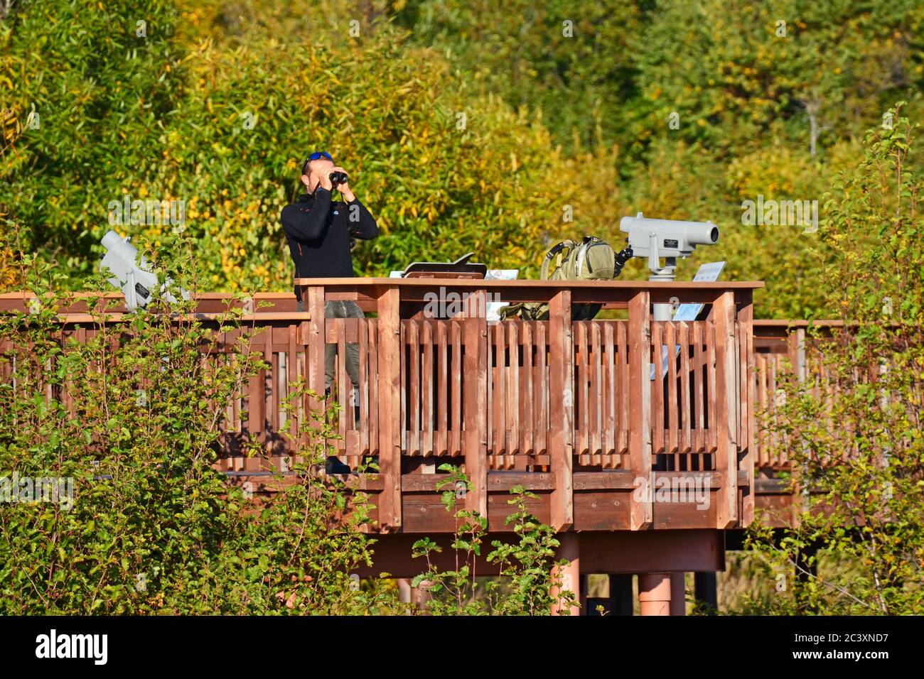 Potters Marsh Wildlife Viewing near Anchorage, Alaska Stock Photo