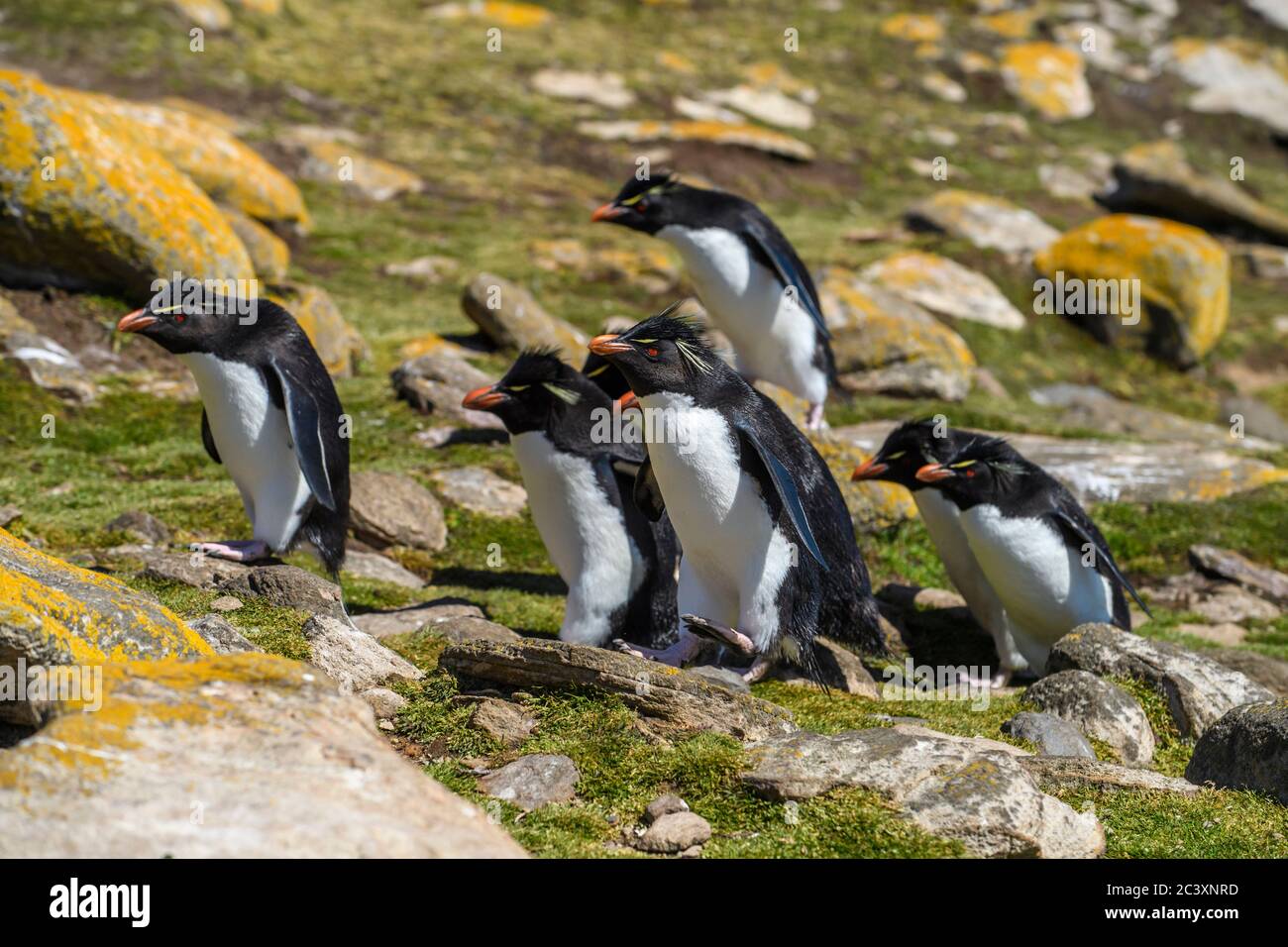 Southern rockhopper penguin (Eudyptes chrysocome)  Group ascending to breeding colony from ocean, Saunders Island, West Falkland, Falkland Islands Stock Photo