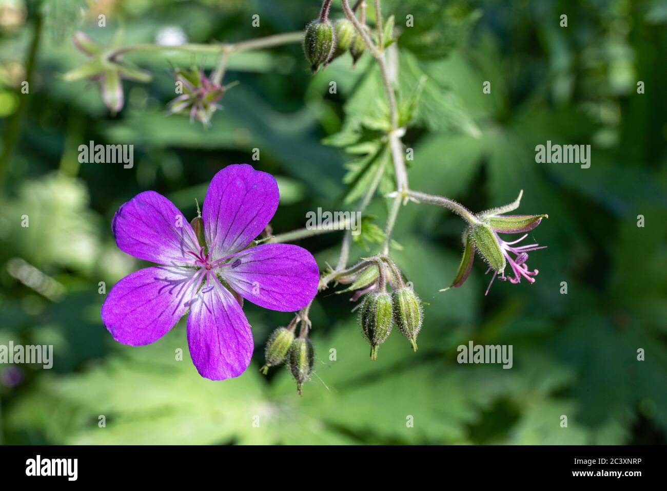 Purple flower of wild Geranium sylvaticum, plant also known as wood cranesbill or woodland geranium Stock Photo