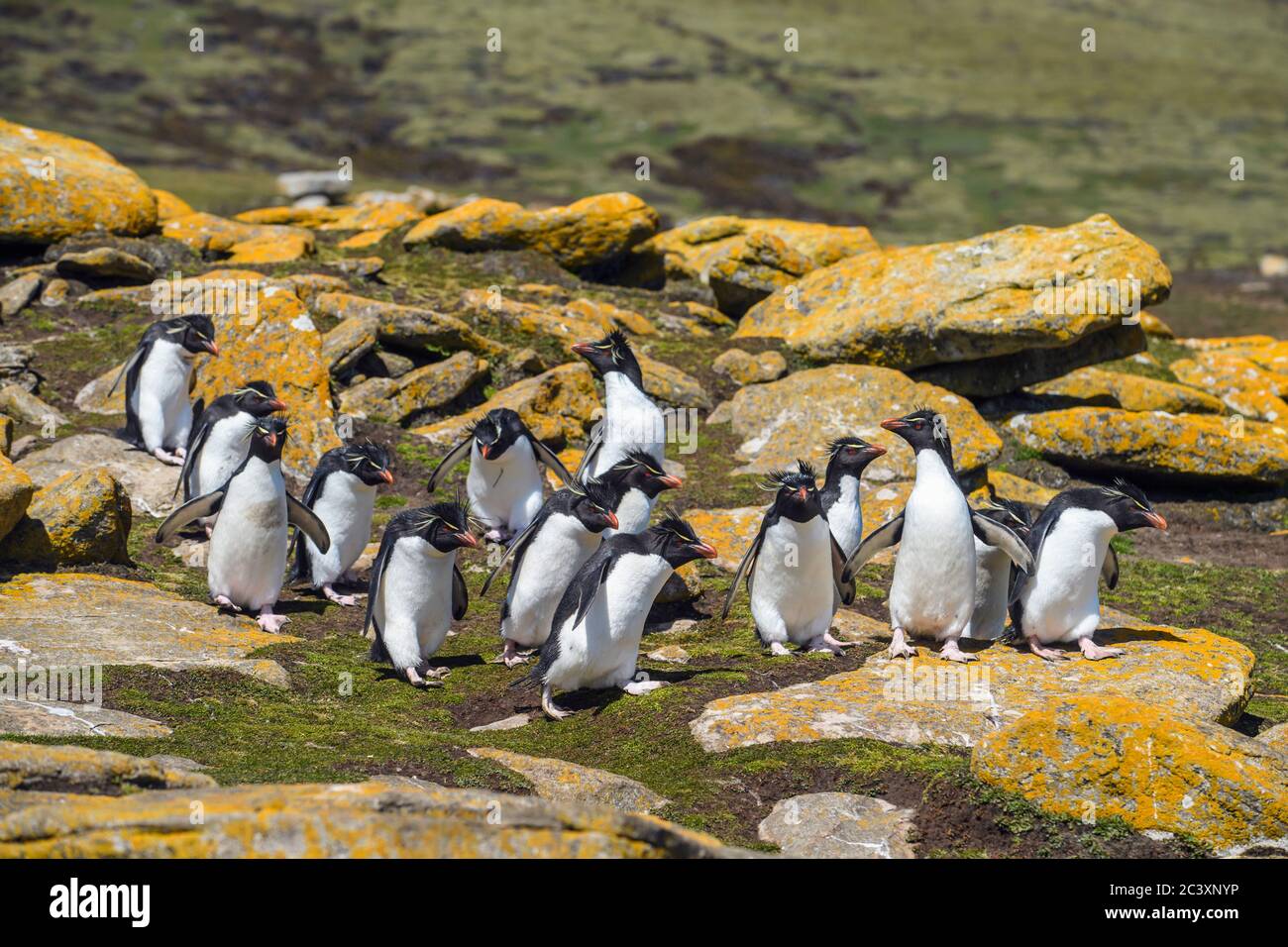 Southern rockhopper penguin (Eudyptes chrysocome)  Group descending from breeding colony to ocean, Saunders Island, West Falkland, Falkland Islands Stock Photo