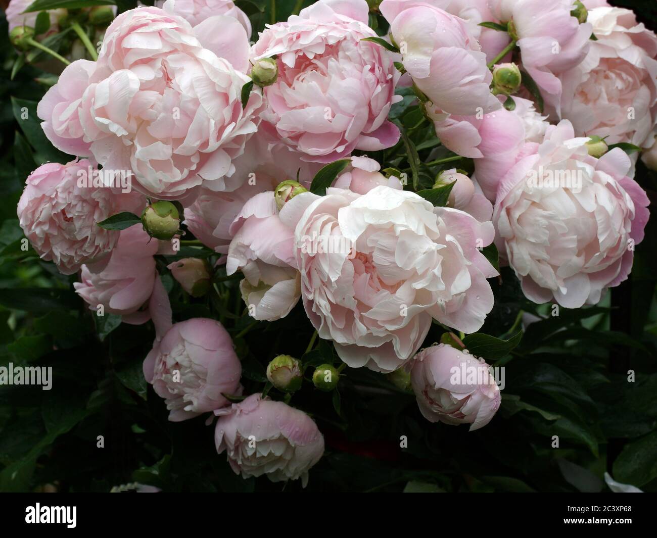 Many beautiful soft pink double peony flowers. Stock Photo