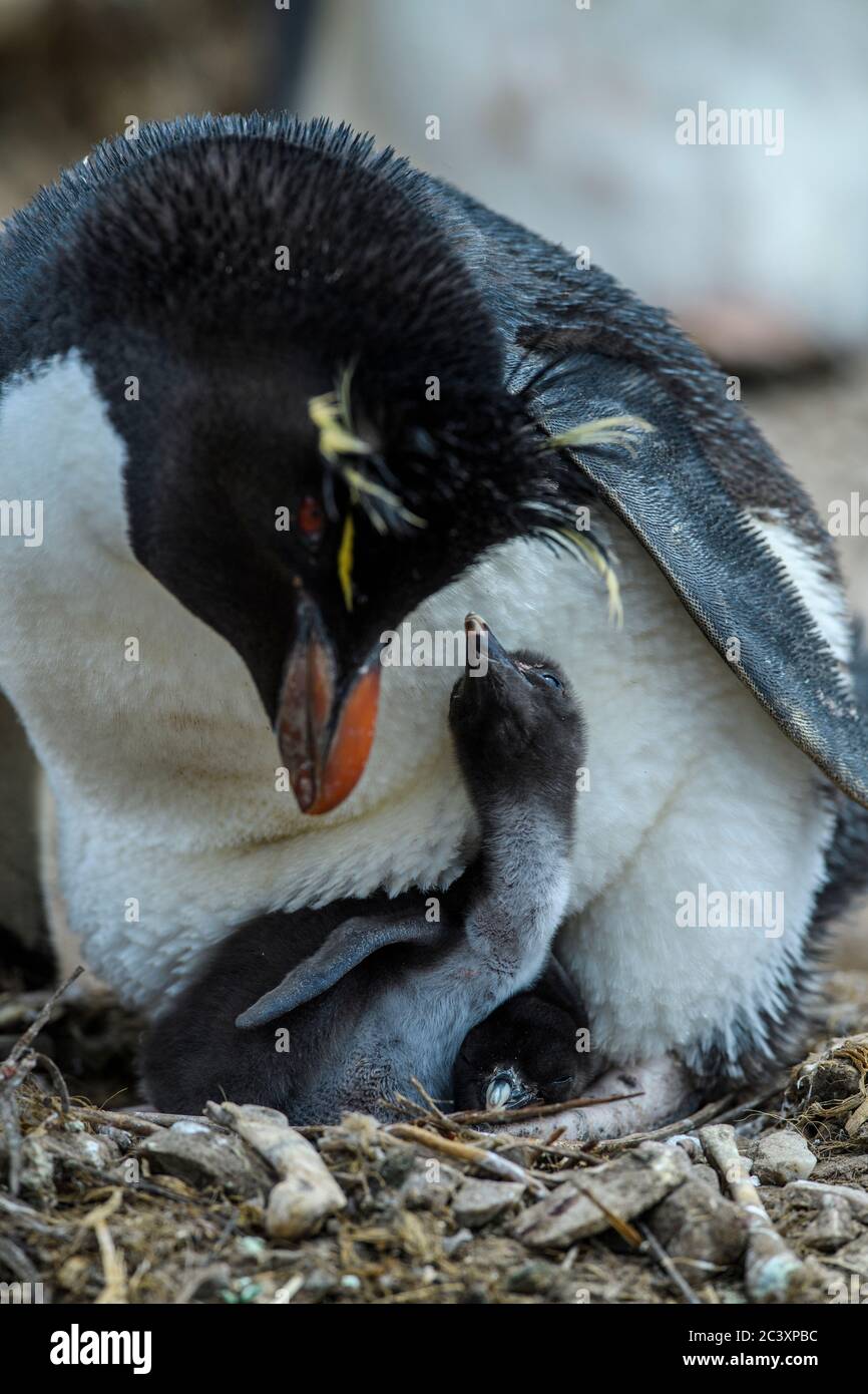 Rockhopper Breeding Colonies Hi res Stock Photography And Images Alamy rockhopper-breeding-colonies-hi-res-stock-photography-and-images-alamy