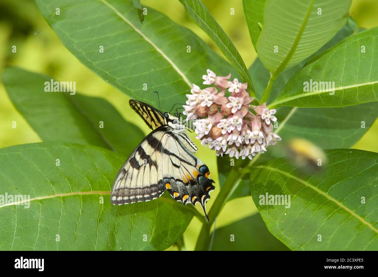 Swallowtail  butterfly feeding on flower, New York Stock Photo