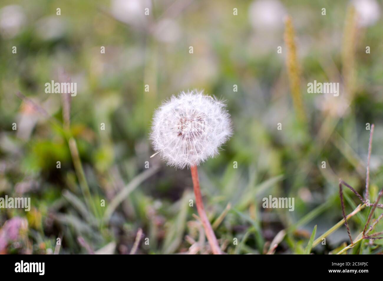 A snowflake-like plant that is widespread in Hungary Stock Photo