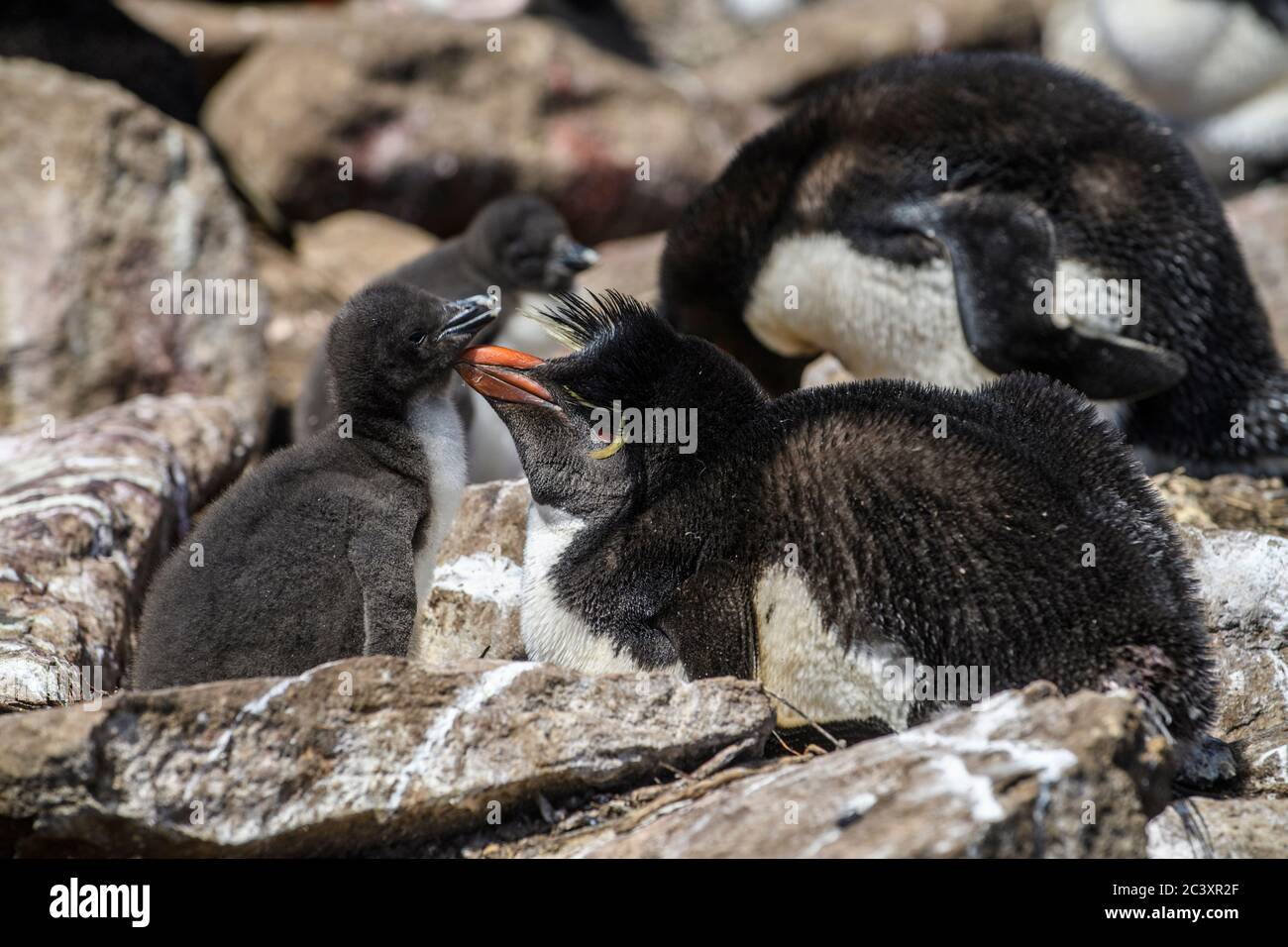 Southern Rockhopper Penguin Eudyptes Chrysocome Adult And Chicks In southern-rockhopper-penguin-eudyptes-chrysocome-adult-and-chicks-in