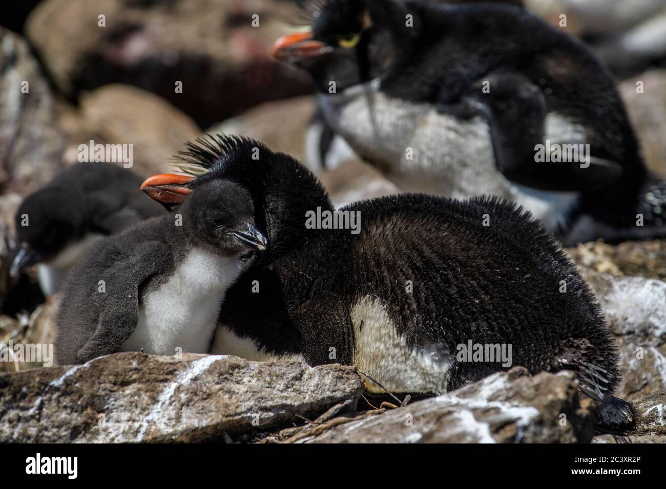Rockhopper Breeding Colonies High Resolution Stock Photography And rockhopper-breeding-colonies-high-resolution-stock-photography-and