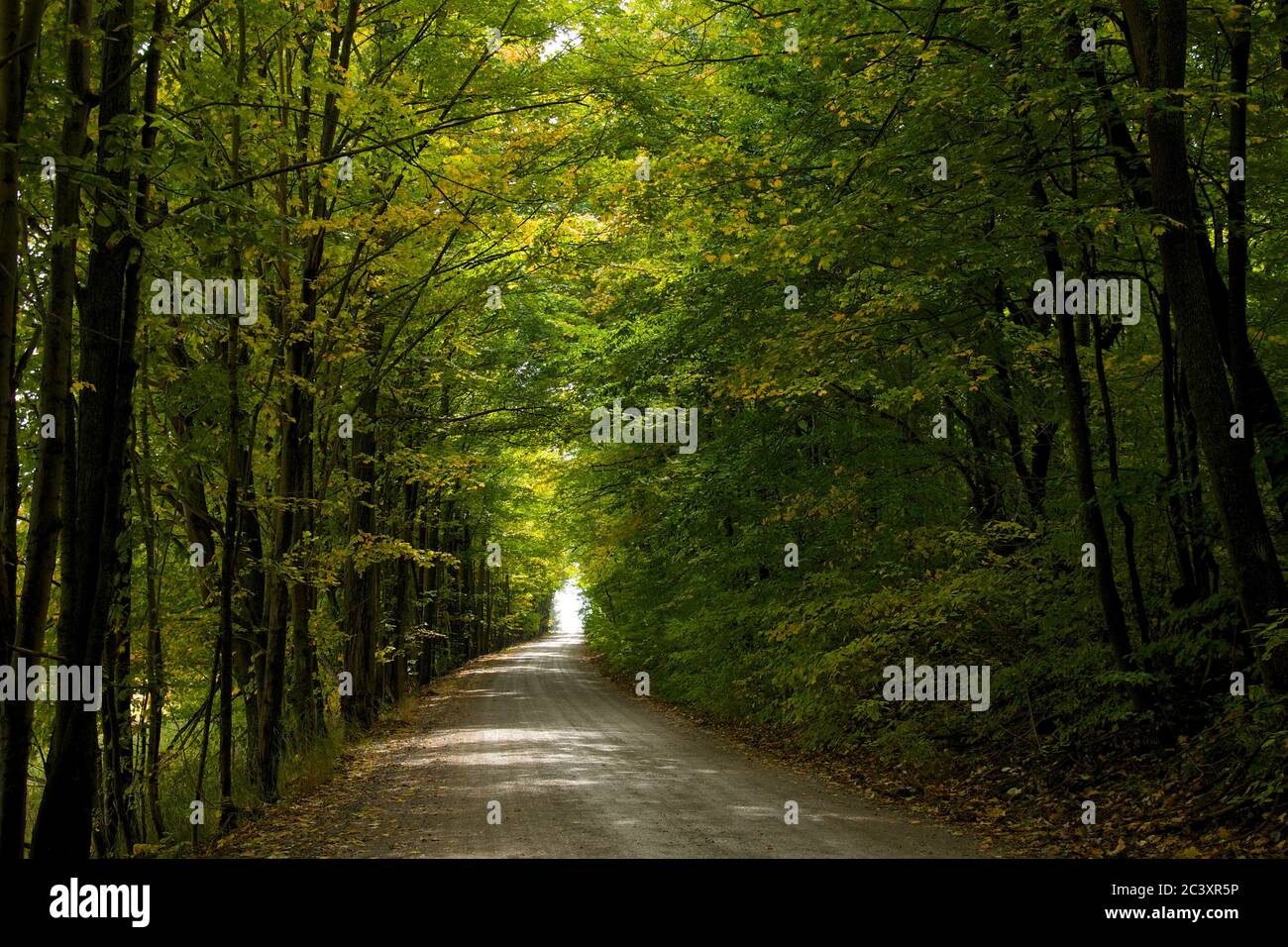 Canada maple forest road hi-res stock photography and images - Alamy