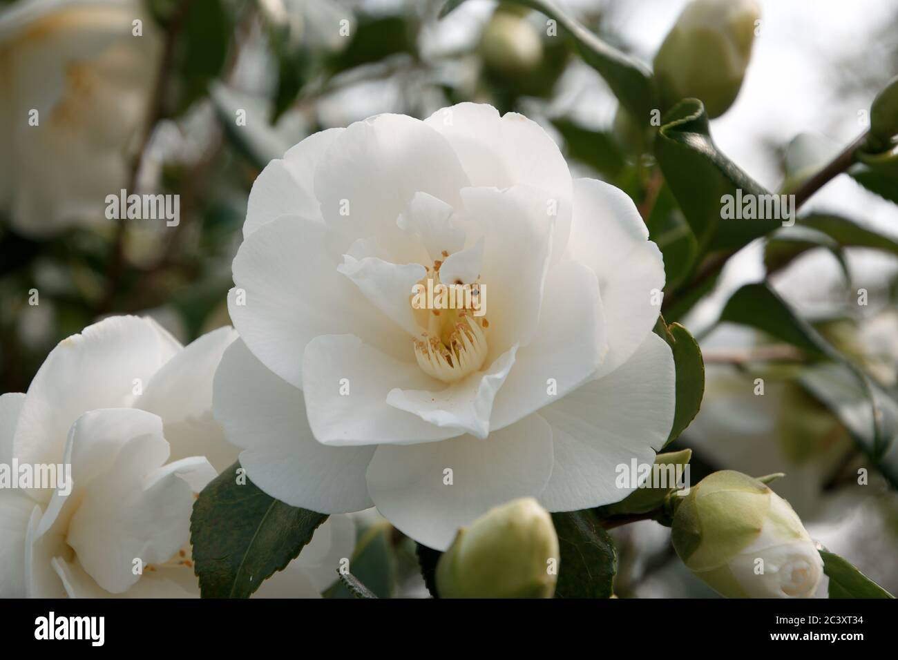 Camellia x williamsii (China Clay), garden in Didsbury, Manchester, UK Stock Photo