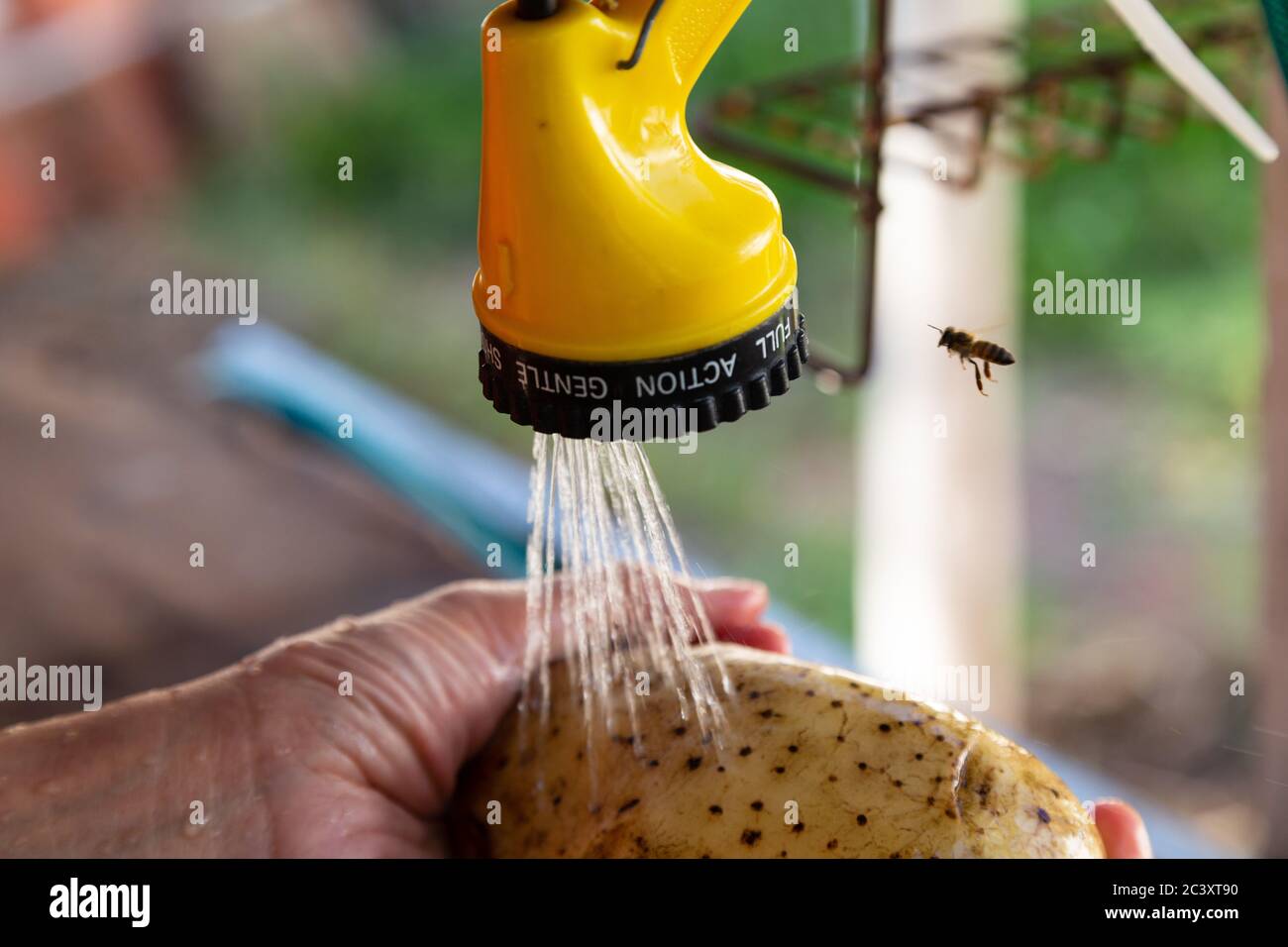 Asuncion, Paraguay. 22nd June, 2020. A woman washes a potato while a solitary bee approaches a garden hose nozzle, aka pressure spray water gun in search of water to drink, Asuncion, Paraguay. The connection between honey bees and humans is limitless. Bees allow plants to reproduce through pollination. Plants contribute to the food system by feeding animals - aside from humans - such as birds and insects. Stock Photo