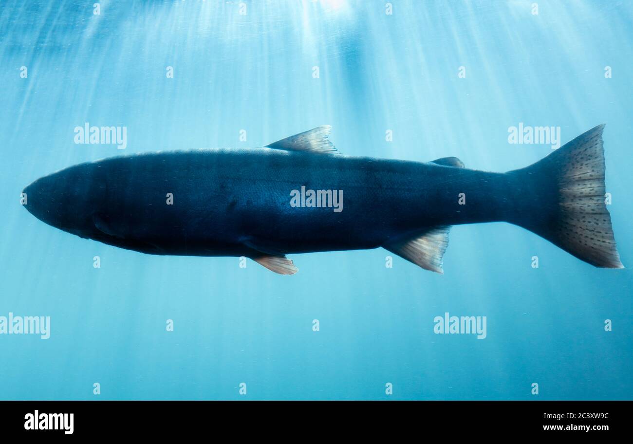 Salmon in the fish ladder, Bonneville Dam & Locks in the Columbia River