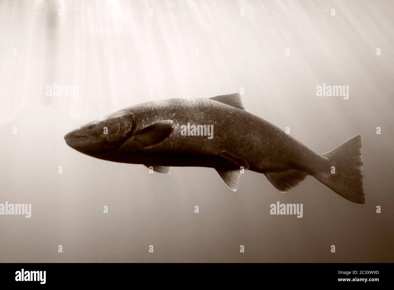 Salmon fish ladder hires stock photography and images Alamy