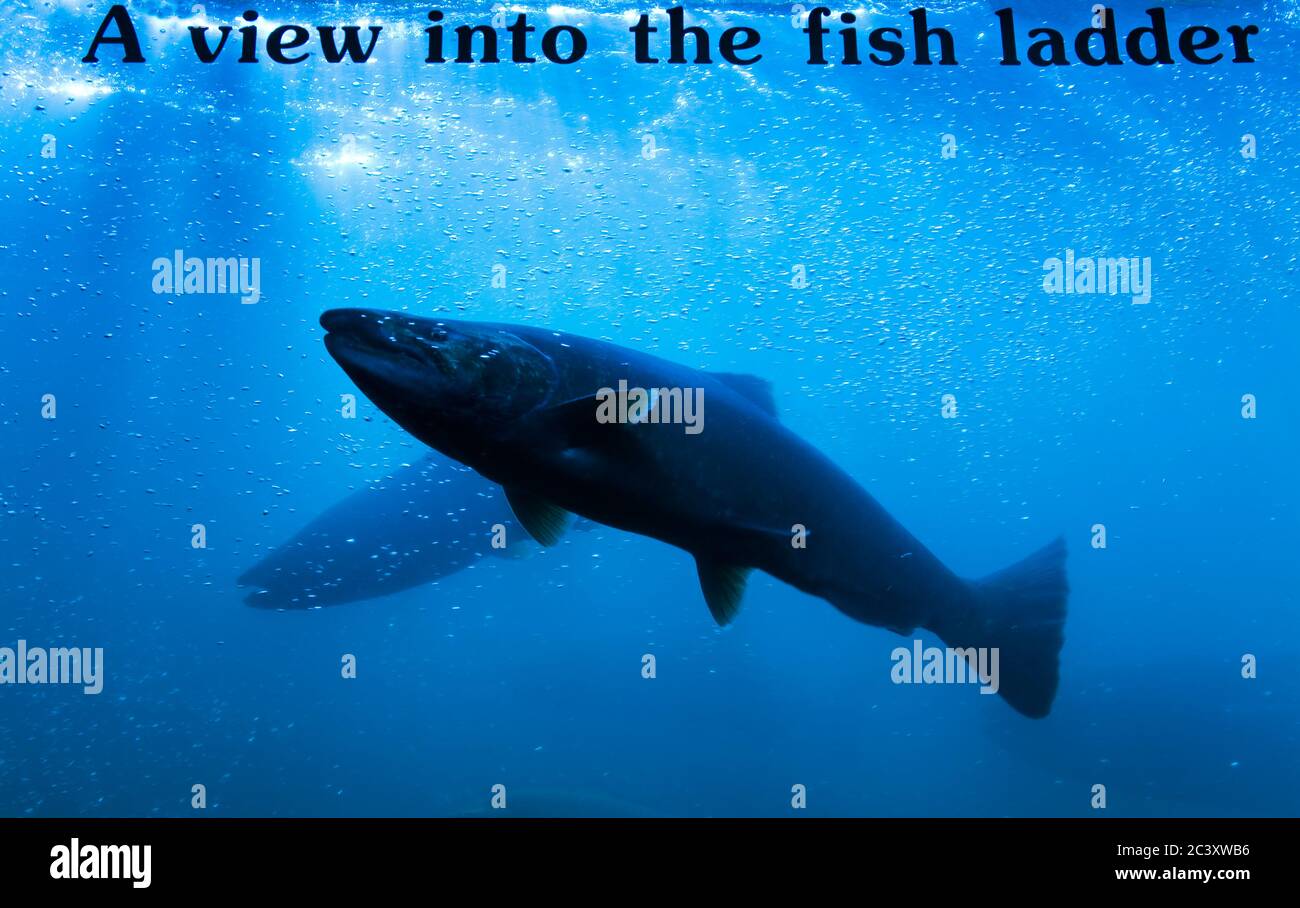 Salmon fish ladder hires stock photography and images Alamy
