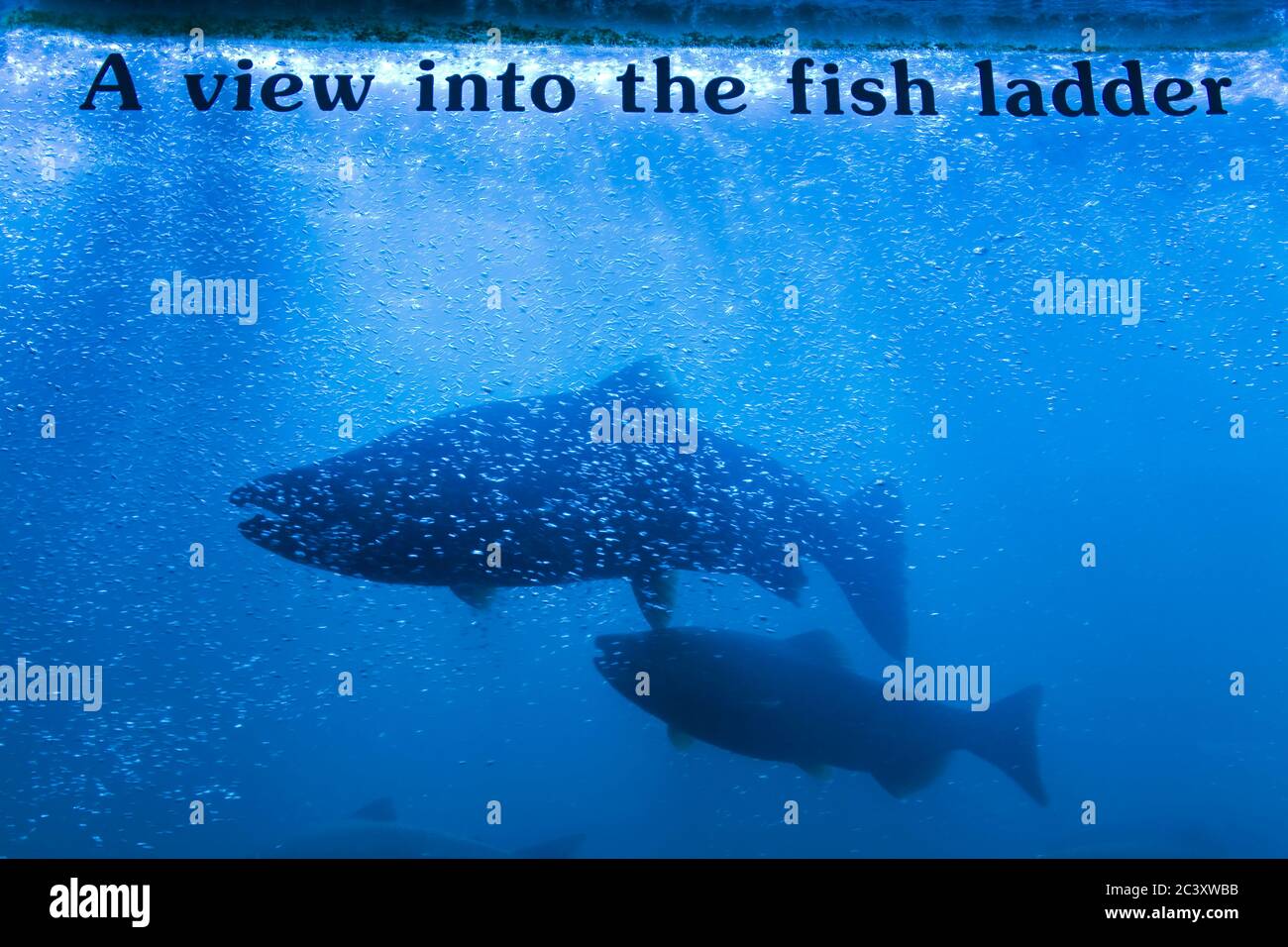 Salmon in the fish ladder, Bonneville Dam & Locks in the Columbia River